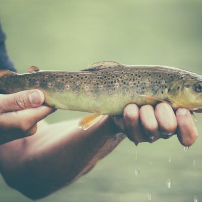 Fly fisherman with brown trout